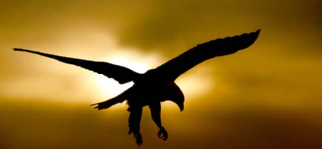 aguila aguila